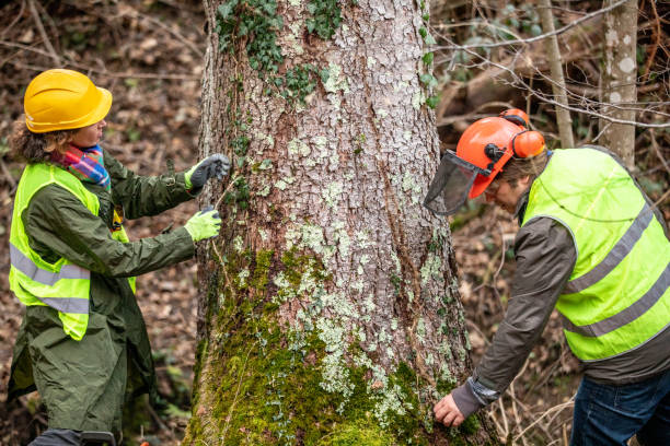 Best Residential Tree Removal  in USA